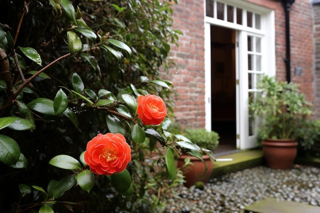 Foto la camelia en un jardín amurallado