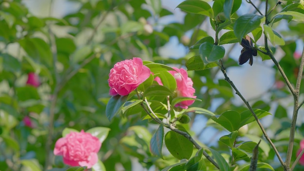 Camélia rosa com folhagem rosas de primavera florescendo flores de camélia rosa dupla de perto