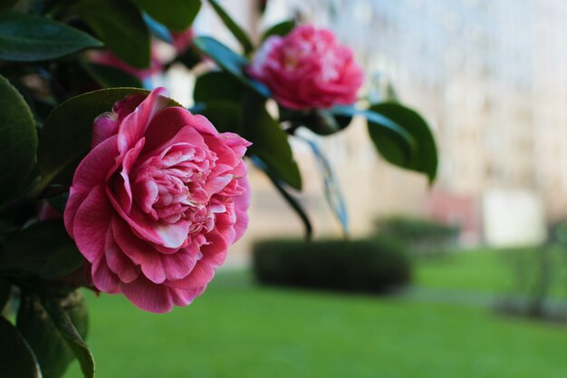 Camelia rosa con fondo borroso parque y edificios