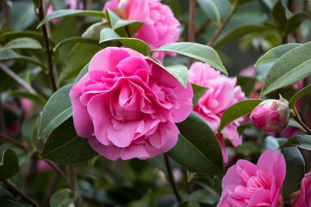 Camelia rosa en plena floración en East Grinstead