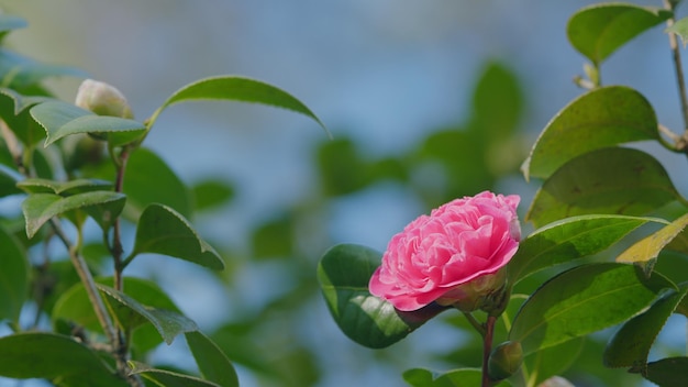 Las camelias rosas florecen en abril en el jardín Theaceae árbol de hoja perenne brillante camellia japonica pan