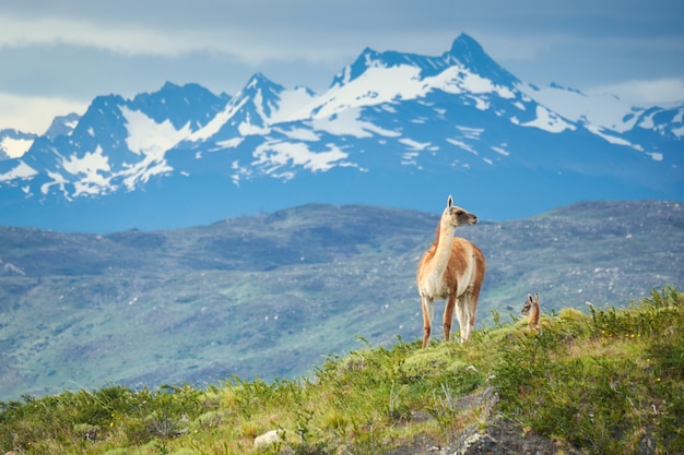 Camélidos guanacos en el Parque Nacional Torres del Paine en Chile