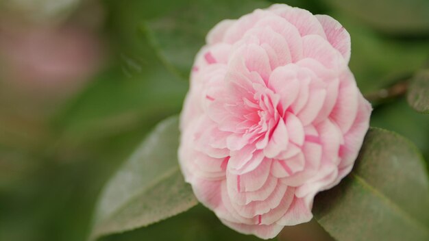 Foto camellia abril amanecer rubor rosa flor con planta en la naturaleza primavera floración camellia común o