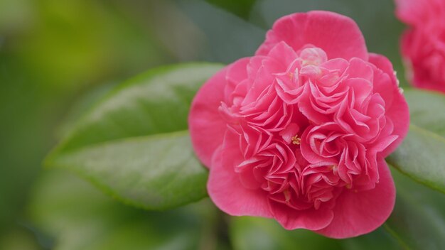 Foto camellia japonesa o camellia japonica en una primavera soleada flores de camellia rosadas en plena floración de cerca