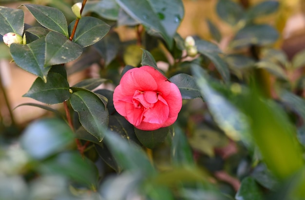 Camellia japonica Flor de camelia japonesa de cerca