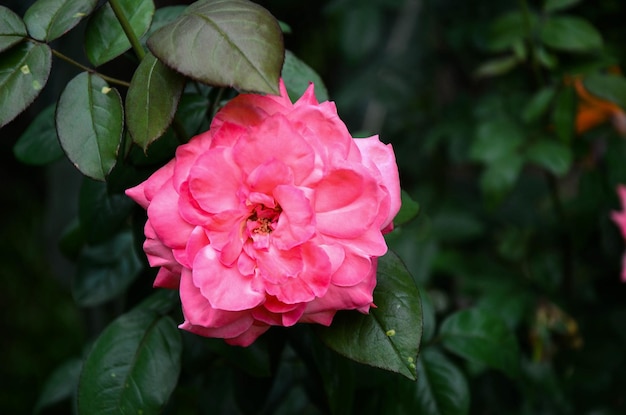 Camellia japonica im Garten