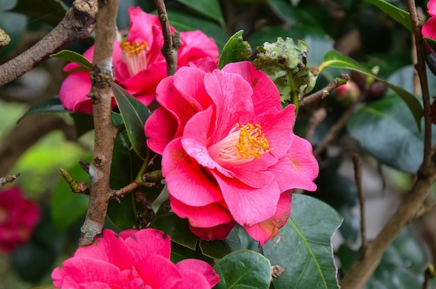 Camellia japonica en el jardín