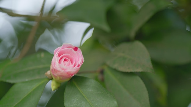 Camellia japonica rosa April dawn blush Especies de camellia forman una flor en el jardín que florece bajo