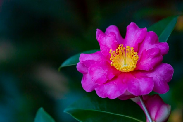 Camellia sasanqua paradise belinda camelias nativas de china y japón