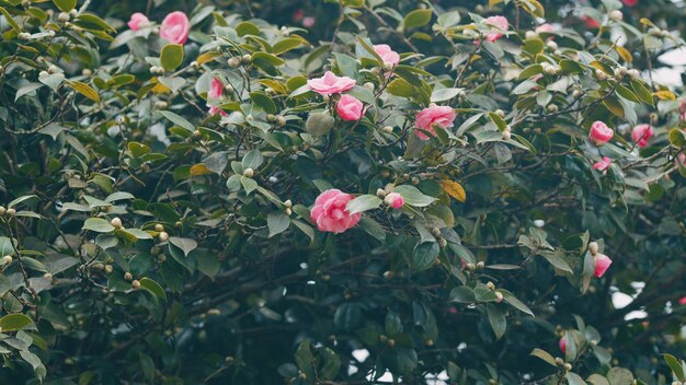 Camellia-Zweig mit Blüten Blüte blüht auf grünen Blättern Hintergrund in Sonnenstrahlen Lichter