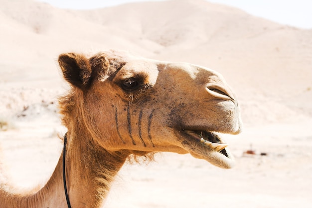 Camello al aire libre, en concepto de postre, animal y naturaleza