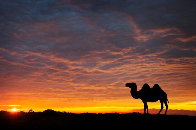 Camello al atardecer