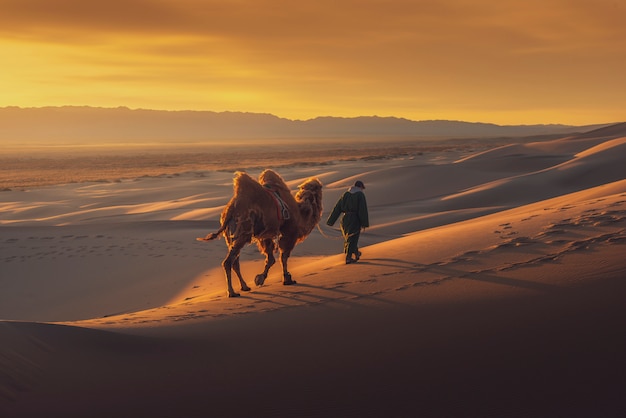 Camello atravesando las dunas de arena al amanecer, desierto de Gobi, Mongolia.