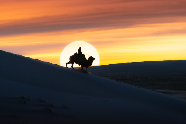 Camello atravesando las dunas de arena al amanecer, desierto de Gobi, Mongolia.