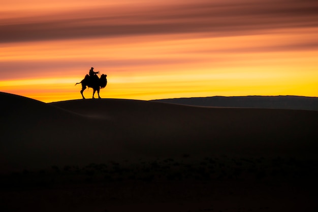 Camello atravesando las dunas de arena al amanecer, desierto de Gobi, Mongolia.