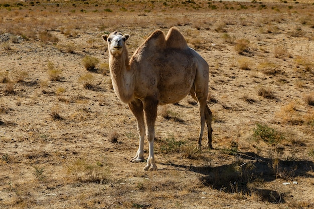 Camello bactriano, camello en la estepa de kazajstán