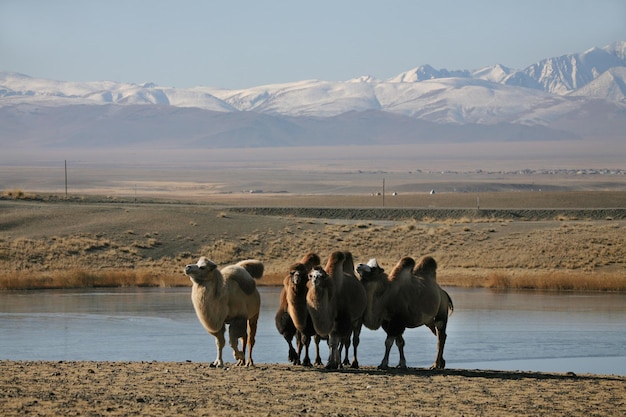 Camello bactriano Camellos mongoles sobre un fondo de montañas Viajando en Asia