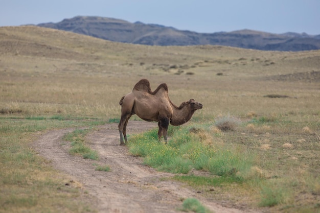 Camello bactriano de dos jorobas en la naturaleza Kazajstán