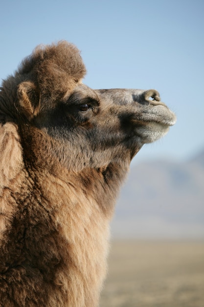 Camello bactriano, retrato de un camello mongol
