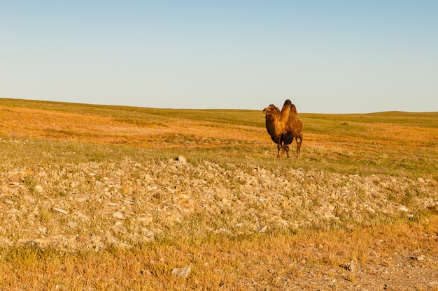 Un camello camina en el desierto de Gobi.