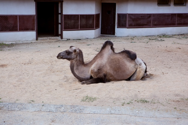 Camello cansado sentado en la arena