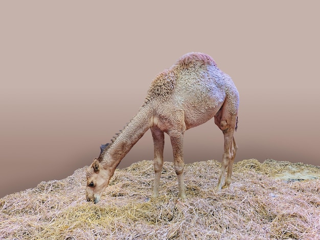 Foto camello comiendo pasto seco aislado sobre fondo marrón