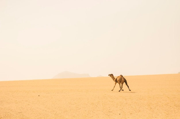 Camello corriendo en el desierto del Sáhara, Argelia