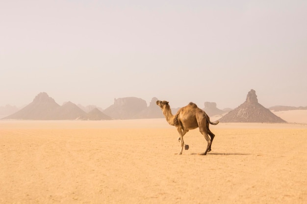 Camello corriendo en el desierto del Sáhara, Argelia