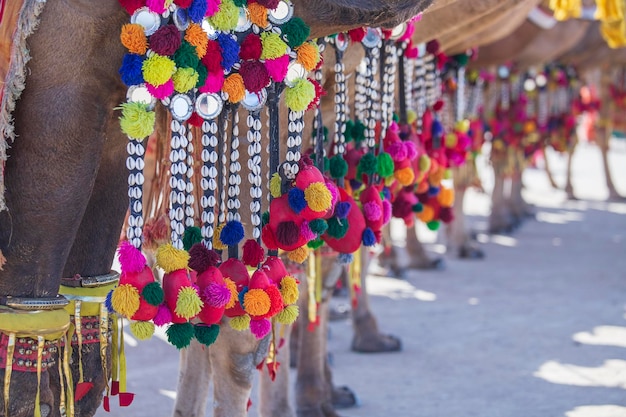 Camello decorado en el Festival del Desierto en Jaisalmer Rajasthan India Cerrar los pies de camello