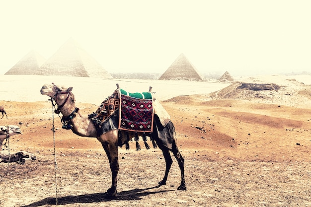 Un camello en el desierto de Giza frente a las pirámides durante la tormenta de arena.