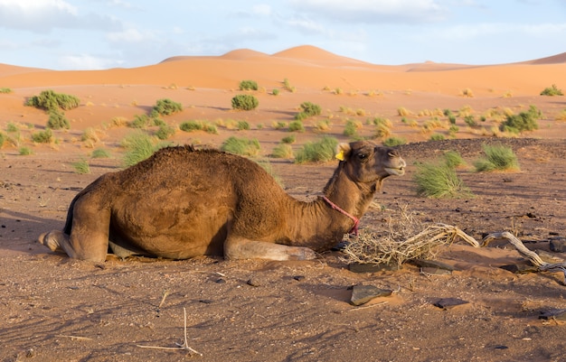 Camello en el desierto del Sahara, Marruecos