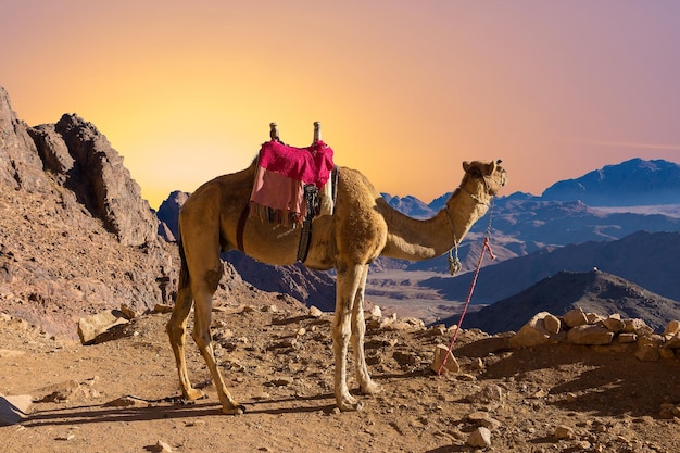 Camello dromedar en las arenas de fondo del desierto caliente Egipto Sinaí