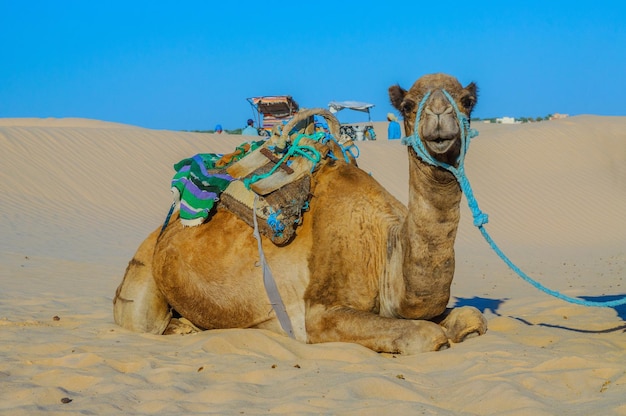 Camello dromedario en el desierto del sahara Túnez África