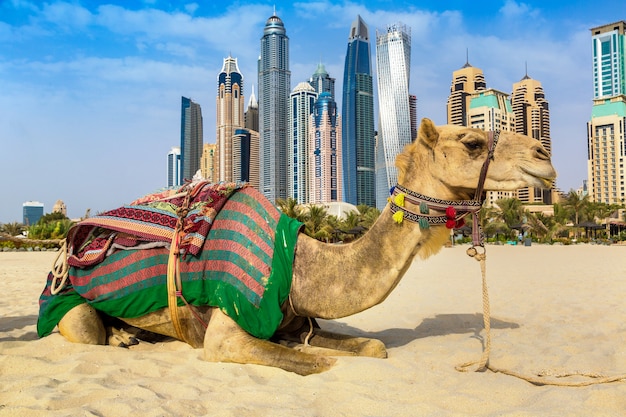 Camello en Dubai, Emiratos Árabes Unidos.