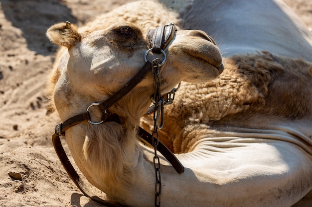 Foto camello durmiendo en la arena con los ojos cerrados. retrato de un dromedario cansado tirado en el suelo. los camellos ponen la cabeza y se relajan en el zoológico. fotografía de animales domésticos, mamíferos y transporte.