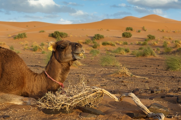 Camello se encuentra en el desierto del Sahara