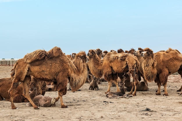 El camello es un ungulado del género Camelus.