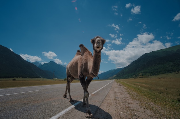 Camello esponjoso contra las altas montañas del Cáucaso