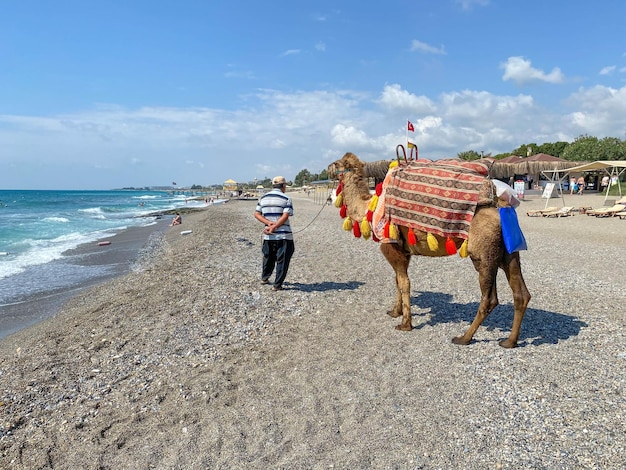 Camello con jorobas turista del desierto en ropa hermosa para el entretenimiento de los turistas cerca del mar