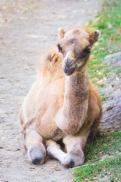 Un camello joven yace en el suelo y descansa