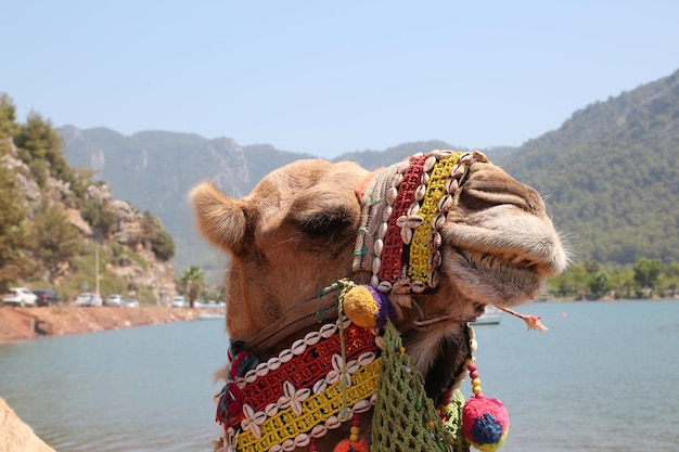 Foto camello en joyería en el fondo del mar en turquía