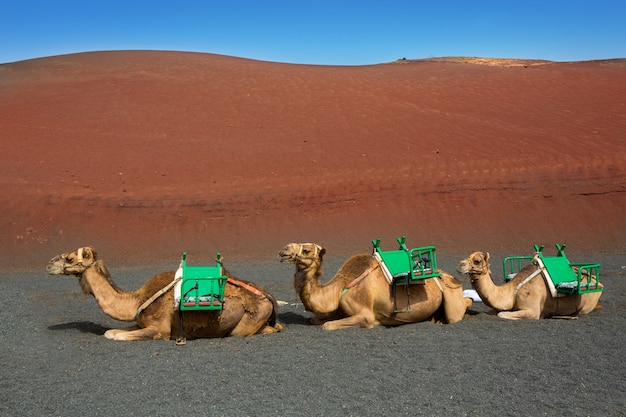 Camello en Lanzarote en Timanfaya Fire Mountains