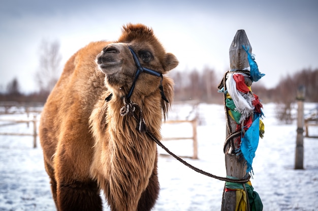 Camello macho en Siberia