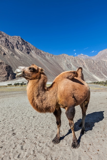 Camello en Nubra Vally, Ladakh