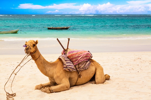 Camello en la playa de arena africana Diani, Océano Índico en Kenia