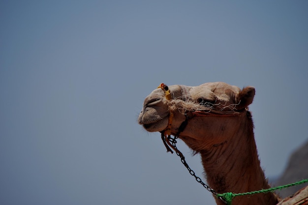 Camello en la playa de vacaciones en egipto con derecho de mar