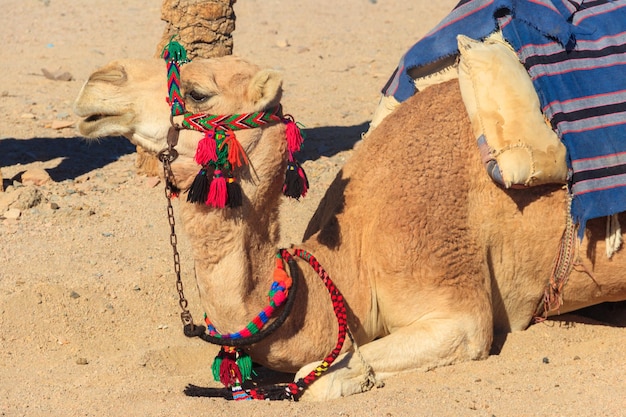 Camello en el primer plano del desierto
