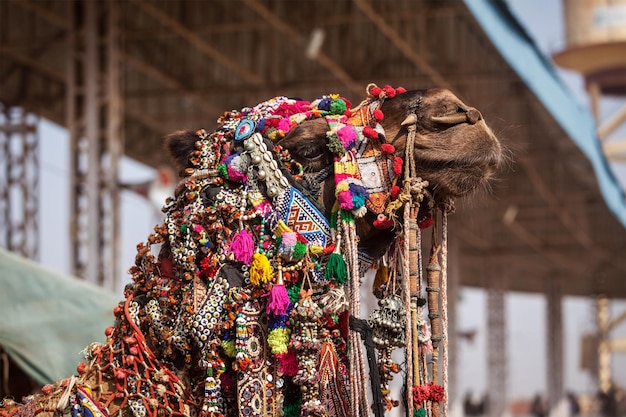 Camello en Pushkar Mela Feria de camellos de Pushkar India