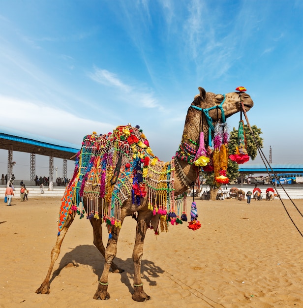 Camello en Pushkar Mela (Feria de camellos de Pushkar), India