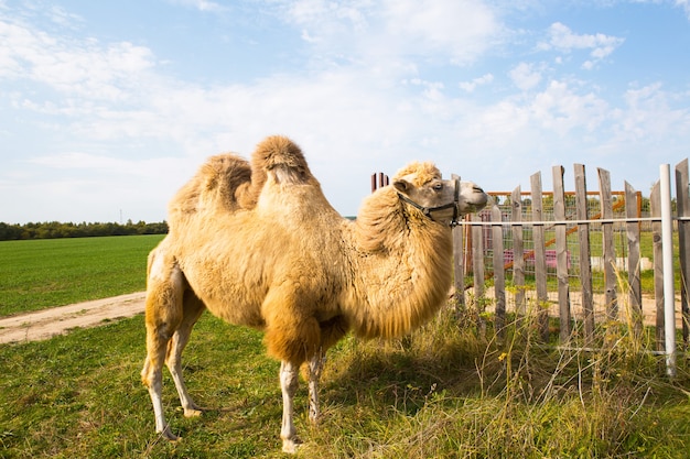 Un camello rojo en una granja se encuentra en la hierba verde en un arnés y mastica espinas. Equitación de animales, zoológico, cría, entretenimiento para turistas y niños.